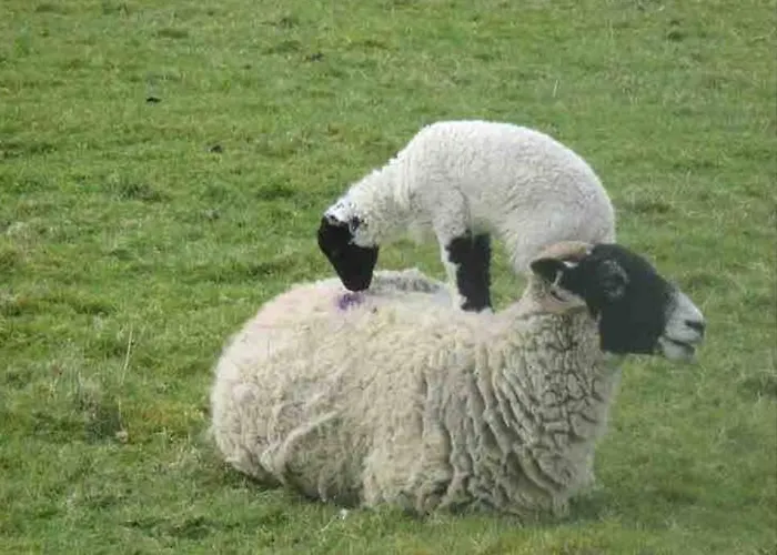 District Romantic Get Away In 1 Acre Gardens Off M6 Penrith